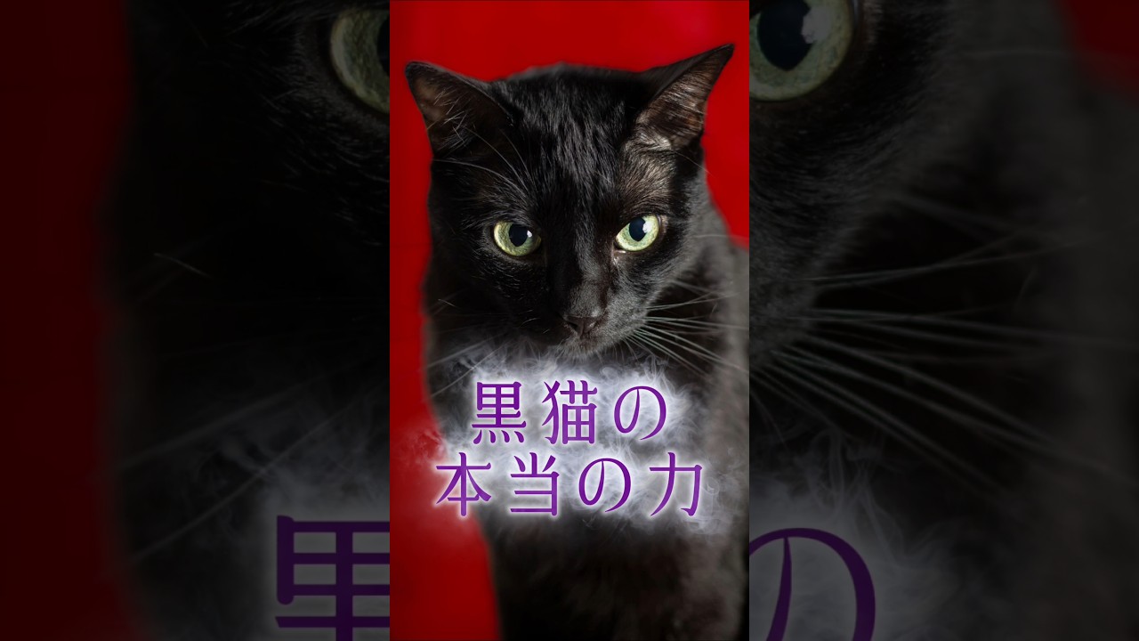 黒猫は不吉じゃない？魔除けの福猫と言われる理由 #猫スピリチュアル #スピリチュアル #猫のいる暮らし #ねこ #開運