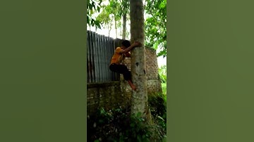 BOCIL MEMANJAT POHON KELAPA  