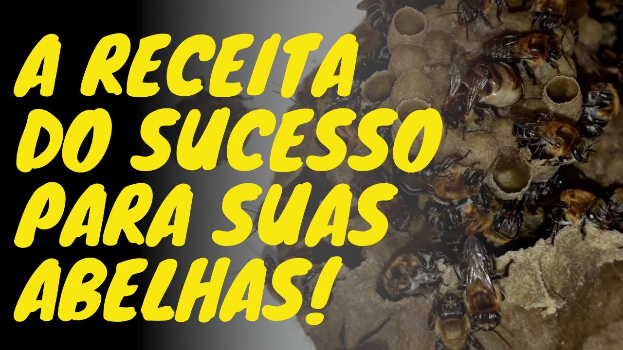 A RECEITA DO SUCESSO PARA SUAS ABELHAS!
