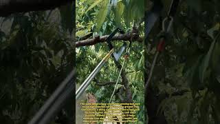 Amazing Tree Pruning Tool! Fast Branch Cutter for Easy Garden Work #gardening #tools #diy