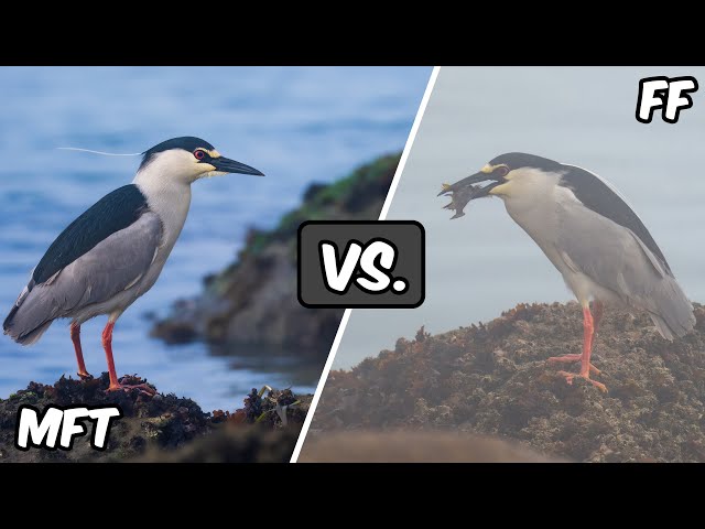 MFT vs. FF Wildlife Photography Comparison class=