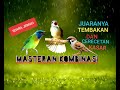 Masteran kombinasi cucak kinoi,kapas tembak,gereja tarung cocok untuk murai batu,cucak ijo dll