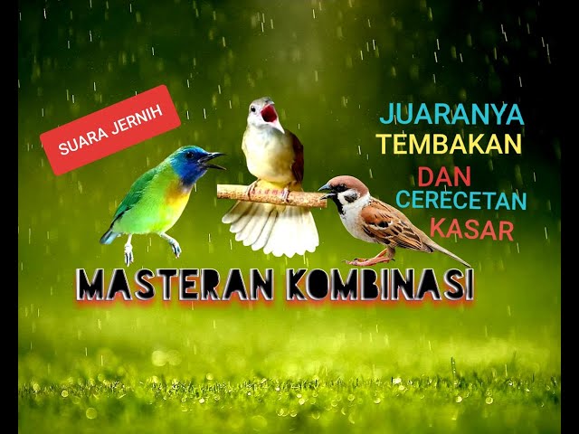 Masteran kombinasi cucak kinoi,kapas tembak,gereja tarung cocok untuk murai batu,cucak ijo dll class=