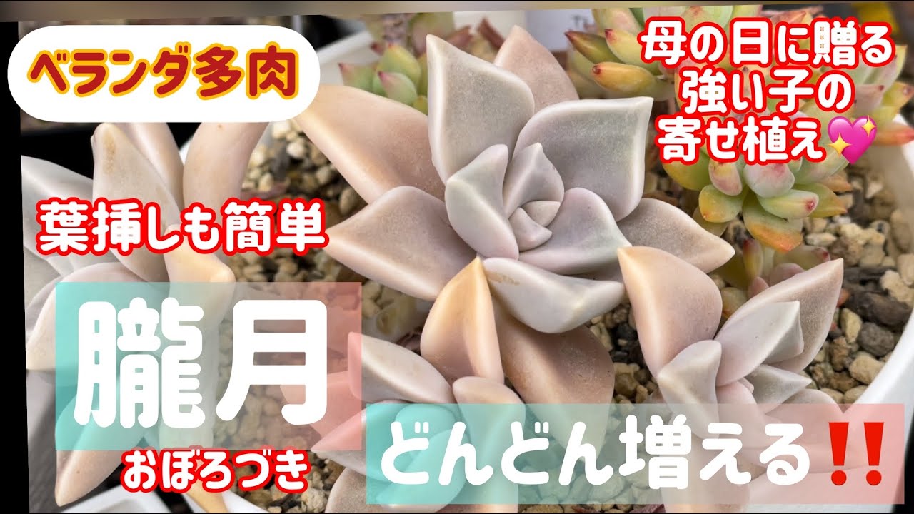 多肉植物】どんどん増える朧月🪴葉挿しも簡単❣️母の日に贈る寄