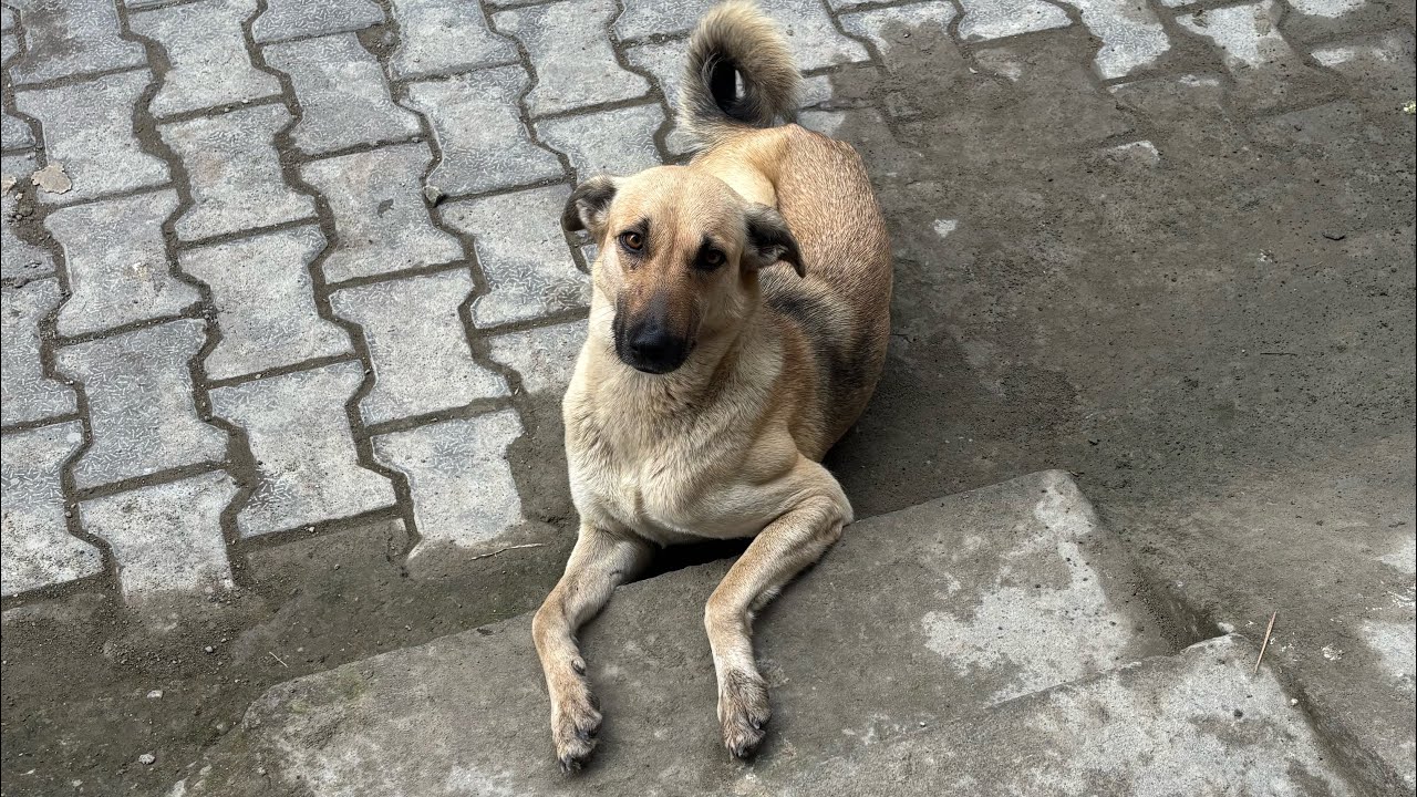 Feeding cute dog comes to my home daily 