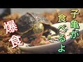 無我夢中で餌を食べるカメの赤ちゃん！