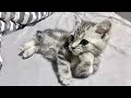 FUNNY CAT MEMES COMPILATION OF 2023 V19