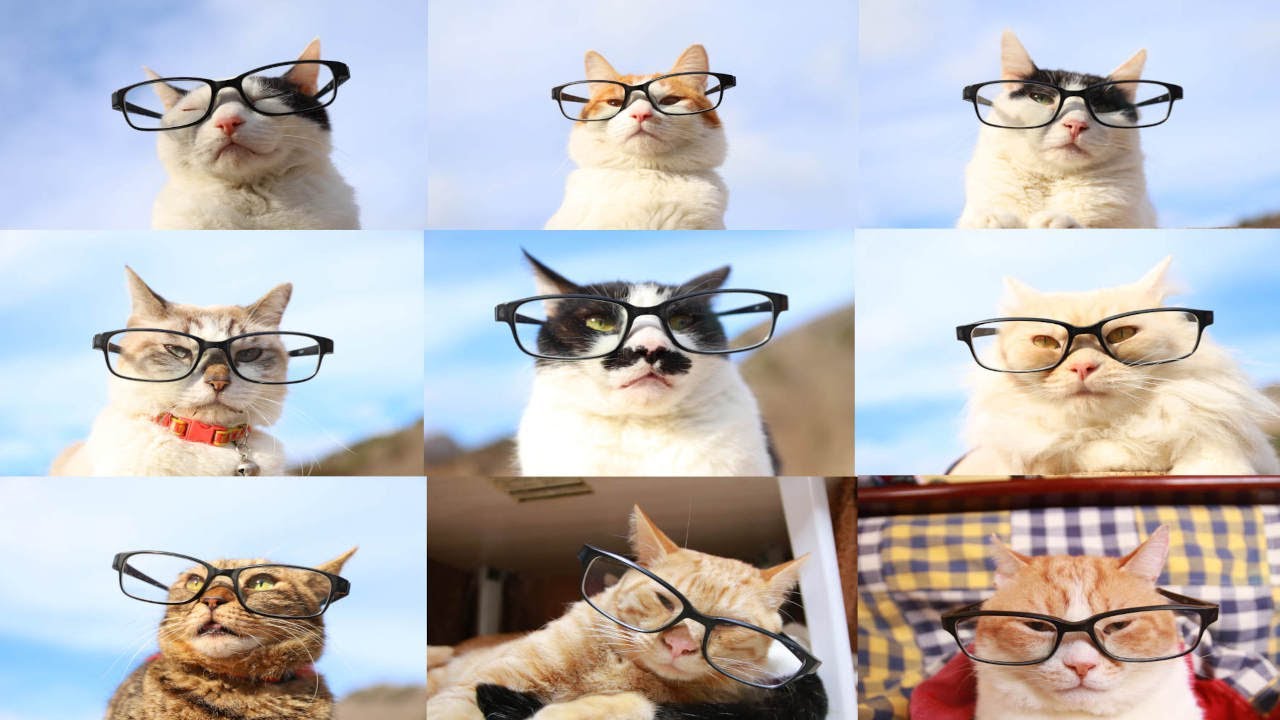 めがね猫 22 Glasses Cat 2313 Youtube