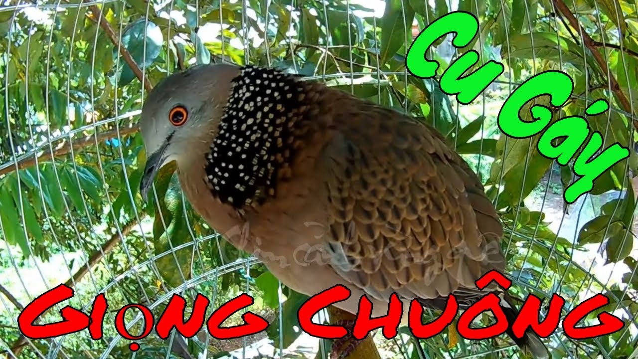 Cu gáy vằn Geopelia striata Loài chim ngoại lai trong hoang dã ở Việt Nam