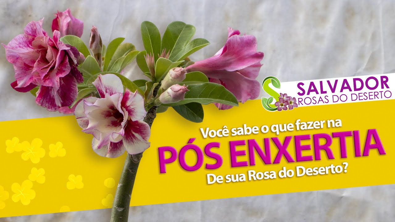 POS ENXERTIA EM SUA ROSA DO DESERTO TODOS OS CUIDADOS QUE DEVEMOS TER ADUBAÇÃO REGA MANEJO