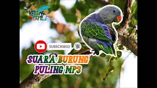 suara burung puling - village life