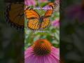 beautiful butterfly #flowers #highlights #follower #BloomBeauty #NatureLovers ##trendingshort #love