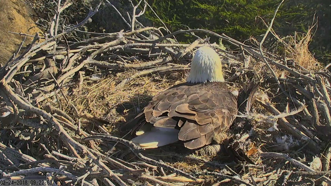 Sauces Bald Eagles Channel Islands Cam 02242018 091229 101230