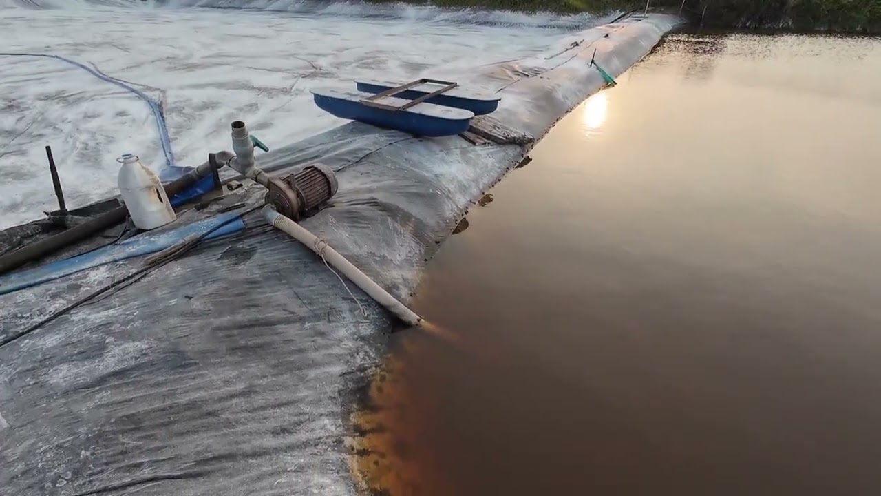 15 ký thuốc tím cho 1000 met3 ít hay nhiều? (Nuôi tôm & trải nghiêm tv