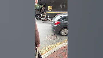 UPS Driver Escorts Wild Turkeys Through Busy Intersection || ViralHog