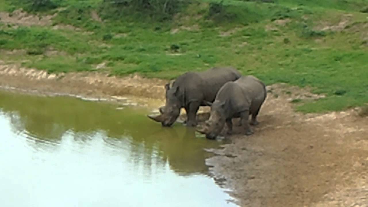 Rhinos drinking water close range !!! YouTube