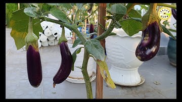 Cà tím trồng chậu trái đậu trĩu cành-16