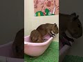 Things You Should Know About Capybara #capybara #animals #cute #funnyanimals