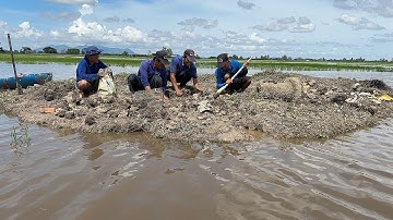 Bất Ngờ Hàng Ngàn Con Nhái Ẩn Nấp Ở Gò Đất Giữa Ruộng.Góc Làng Quê#951
