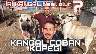 İRİ CÜSSELİ KANGALLAR ( HUGE SIZE KANGAL DOGS )