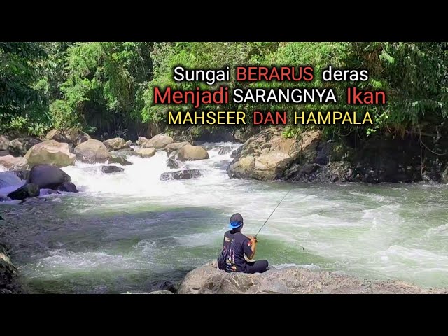 Berburu ikan mahseer di sungai pedalaman hutan Kalimantan Timur class=