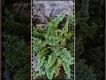 岩蕨  Asplenium trichomanes