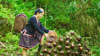 Single life of an ethnic minority girl - Harvesting Mountain Snails Goes to the market sell