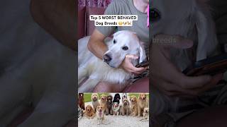 The top five worst behaved dog breeds 🥲🐶 🐩 #Shorts  ￼￼