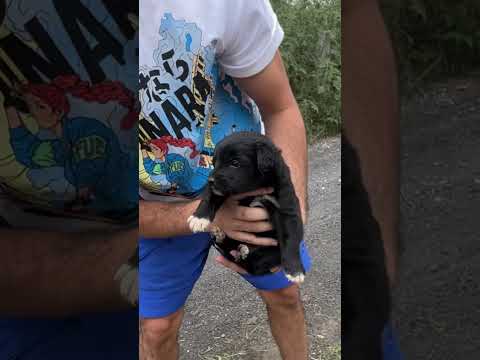 Video: Le dijeron que tenía que dejar de rescatar a los perros, así que hizo algo increíble