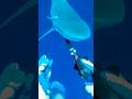 Shark attacks spearfisherman