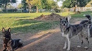 Belgian Malinois & Mystery Merle Colored Dog At Dog Park by Bodhi's World 603 views 2 weeks ago 11 minutes, 1 second