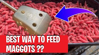 Is This The Best Way To Feed Maggots ?? Guru In-line Maggot Feeder Review