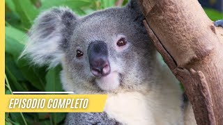 Maravillas salvajes: Comportamiento animal cautivador y paisajes majestuosos | Episodio Completo