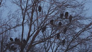 Southern Indiana neighborhood overrun by flock of vultures
