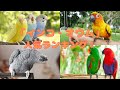 【おすすめ】インコ・オウム人気ランキングTOP10‼【ペット】