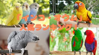 【おすすめ】インコ・オウム人気ランキングTOP10‼【ペット】