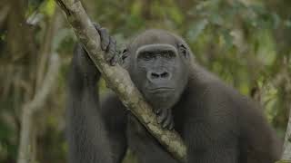 Exploration Cruise of the Congo River in December 2024 operated by Inspiration Africa.