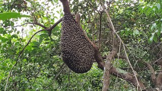 Bắt Tổ Ong Mật To Nhất Năm Và Cái Kết Quá Phũ Cho Anh Thanh Niên Số Nhọ| Catch Forest Honeycomb