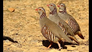 صوت الحجل المغربي La voix de la perdrix marocaine