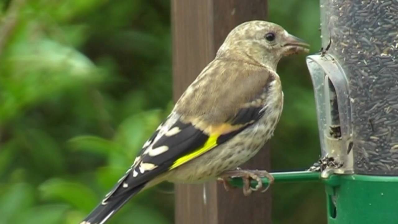juvenile goldfinch jeune chardonneret élégant youtube