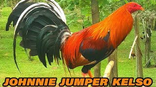 Johnnie Jumper Kelso Sweater Gilmore Hatch - Beautiful Show Birds Big Farm in Philippines