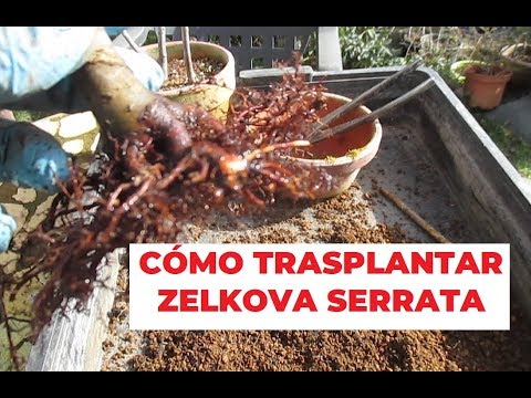 CÓMO TRASPLANTAR ֍ LAS ZELKOVA SERRATA (VERSIÓN CORTA)