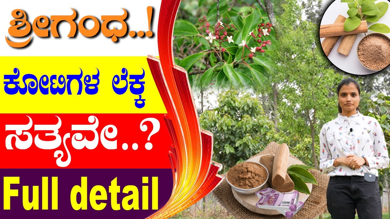 ಶ್ರೀಗಂಧ ಬೆಳೆಯುವುದು, ಮಾರುವುದು ಹೇಗೆ? Sandalwood heartwood secret