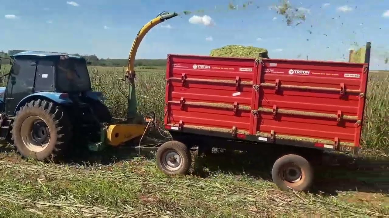 ESTAMOS FAZENDO SILAGEM DO MILHETO 