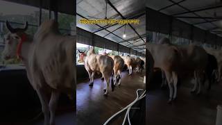 ইন্ডিয়ান বলদ গরু কালেকশন @showruvchy shorts cow cowlover গরু গরুর_হাট viral foryou 