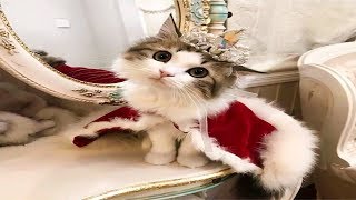 The most beautiful cats around the world ❤️❤️ Funny and Cute cats Videos 2019 by animal world 101 views 4 years ago 3 minutes, 59 seconds