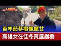 高雄的茄苳樹事件