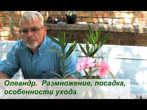 Олеандр размножение в домашних условиях