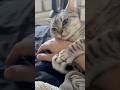 朝起きたら猫が腕に巻き付いてたので、会社遅刻確定... #cat #猫