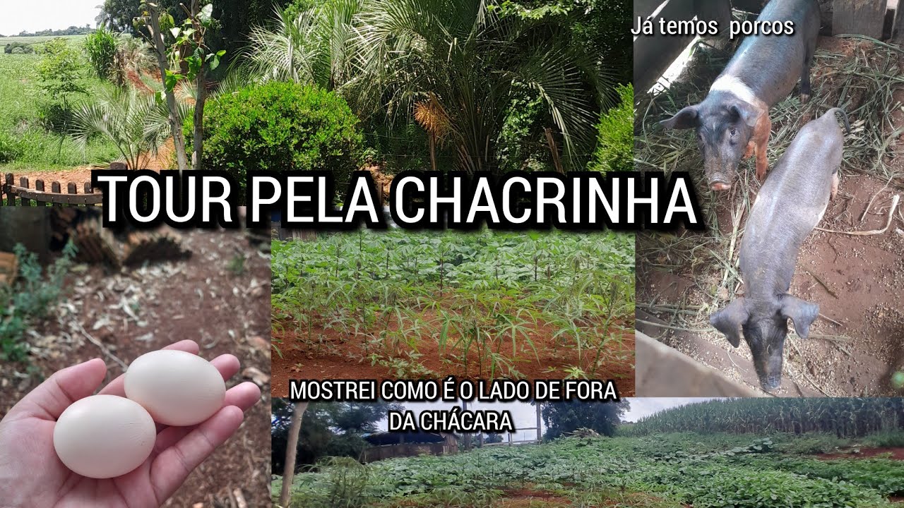TOUR PELA CHÁCARA LADO DE FORA JÁ TEMOS PORQUINHOS MANDIOCA PLANTADA E OUTRAS VERDURAS 